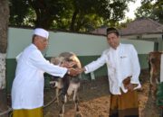 Kodim 0712 Tegal Kurban 2 Ekor Sapi dan 2 Ekor Kambing