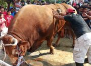 Inilah Hewan Kurban Terbesar di Kota dan Kabupaten Tegal