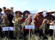 Hasil Binaan Pemkab. Tegal Bekerjasama BI, Petani Desa Rembul dan Tuwel Panen 3 Ton Bawang Putih