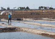 Harga Garam di Brebes Terjun Bebas, Hanya Rp 400 Per-kilogram