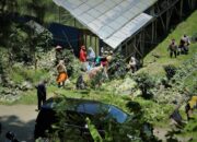 Senyum Bahagia Petani Sayur Sigedong di Masa Pandemi Covid-19