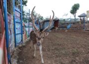 Wow, ada Rusa Totol di Wisata Sawah Batu Bukateja