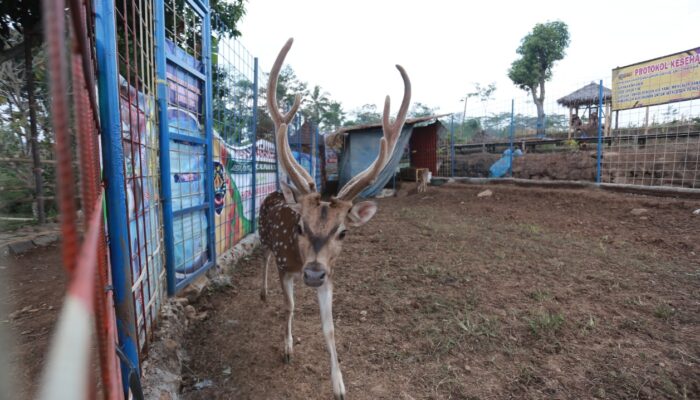 Wow, ada Rusa Totol di Wisata Sawah Batu Bukateja