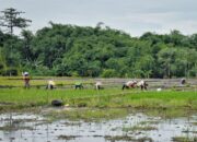 Penyerapan Pupuk Subsidi di Kabupaten Tegal Masih Rendah