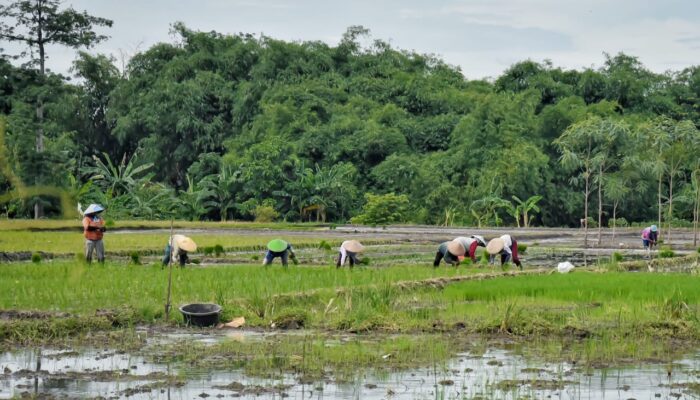 Penyerapan Pupuk Subsidi di Kabupaten Tegal Masih Rendah