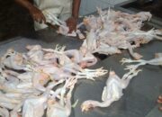 Jelang Tahun Baru, Harga Ayam Potong di Kabupaten Tegal Alami Kenaikan