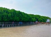 Pusat Pengembangan Mangrove Skala Besar di Brebes Masuk ke Tahap Persiapan