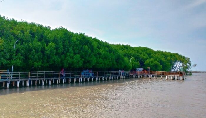 Pusat Pengembangan Mangrove Skala Besar di Brebes Masuk ke Tahap Persiapan