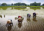 Jumlah Petani Menurun, Muhammadiyah Luncurkan Sekolah Tani