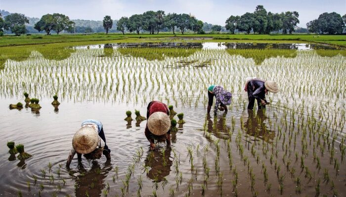 Jumlah Petani Menurun, Muhammadiyah Luncurkan Sekolah Tani