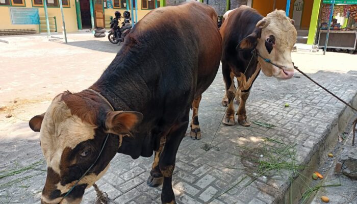 Potong Hewan Kurban di RPH Kabupaten Tegal Gratis