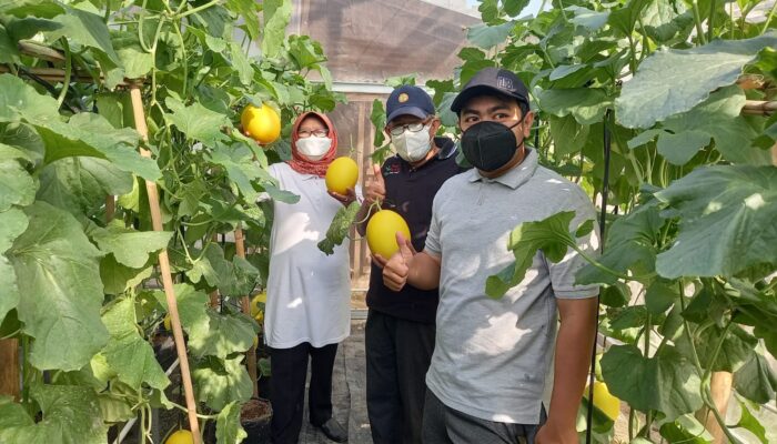 Budidaya Melon Golden Alisha, Pemuda di Kabupaten Tegal Raup Untung Puluhan Juta