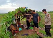 Berteduh di Gubuk, 2 Petani Warga Desa Sutamaja Kersana Tewas Tersambar Petir