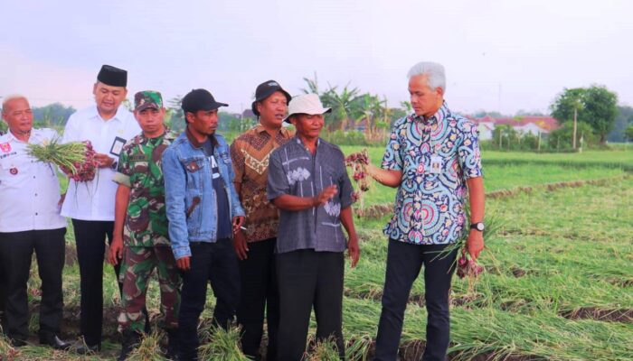 Petani Brebes Wadul ke Ganjar, Tanaman Bawang Kurang Bagus dan Pupuk Sulit Didapat