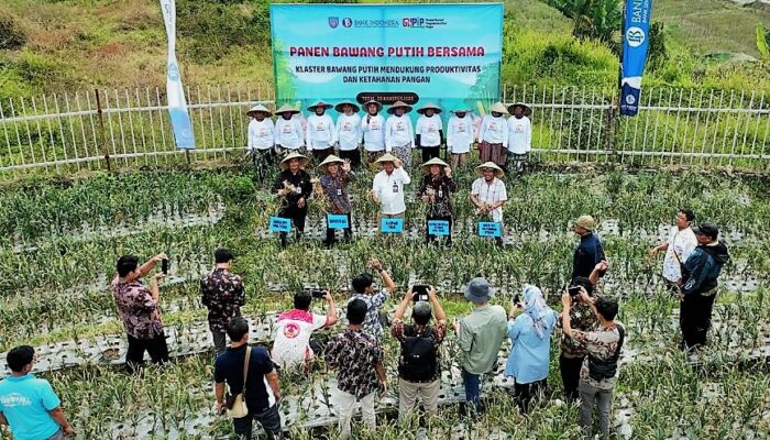 Konvergensi Pasar Mendongkrak Penjualan Bawang Putih Lokal