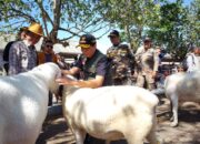 Kambing Po Lintang Juara Kontes Domba Sakub di Bumiayu Brebes