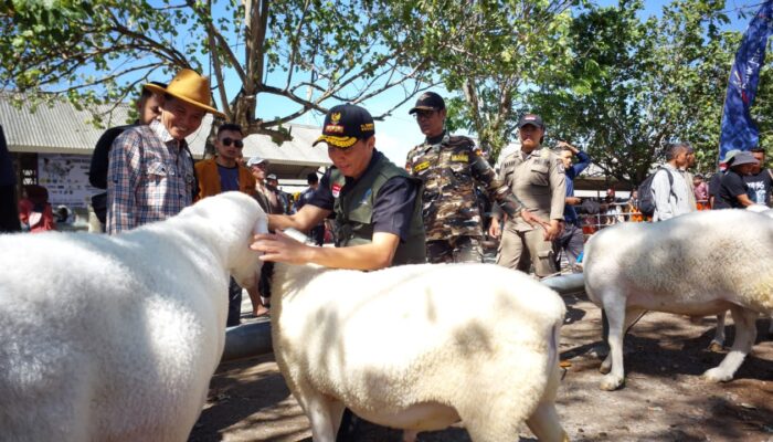 Kambing Po Lintang Juara Kontes Domba Sakub di Bumiayu Brebes