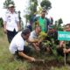 Pulihkan Lahan Hutan Lindung, 136 Ribu Bibit Pohon Endemik Ditanam di Desa Sigedong Bumijawa