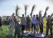 Panen Raya Serentak 14 Provinsi, Sekda Amir Panen Padi di Semboja