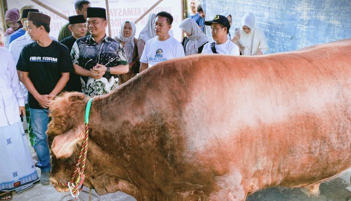 Sapi Kurban dari Presiden Prabowo Diterima Warga Desa Prupuk Selatan