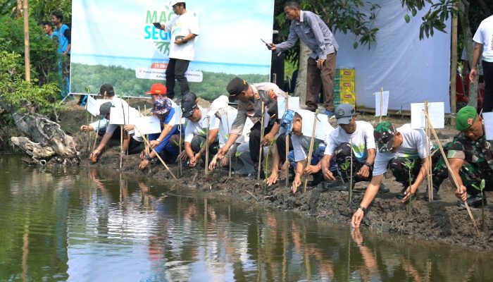 Cegah Abrasi, 8.000 Pohon Ditanam di Ekosistem Mangrove