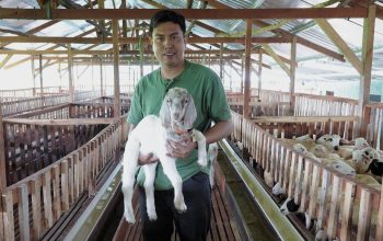 Mahasiswa TMU Sukses Jadi Peternak Kambing