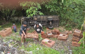 Akibat Pecah Ban, Mobil Pengangkut Ayam Masuk Jurang di Kesesi Pekalongan