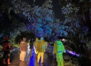 Jalur Sragi-Bojong Lumpuh Akibat Pohon Tumbang, Polisi dan Tim Gabungan Gercep Evakuasi